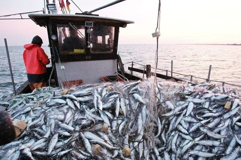 ONP : chute de 46% des débarquements de pêche au port de Tan-Tan