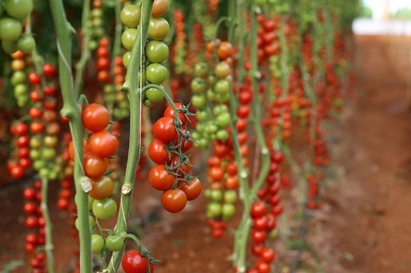 France : Rejet d'une demande d’interdire les importations agricoles provenant du Sahara marocain