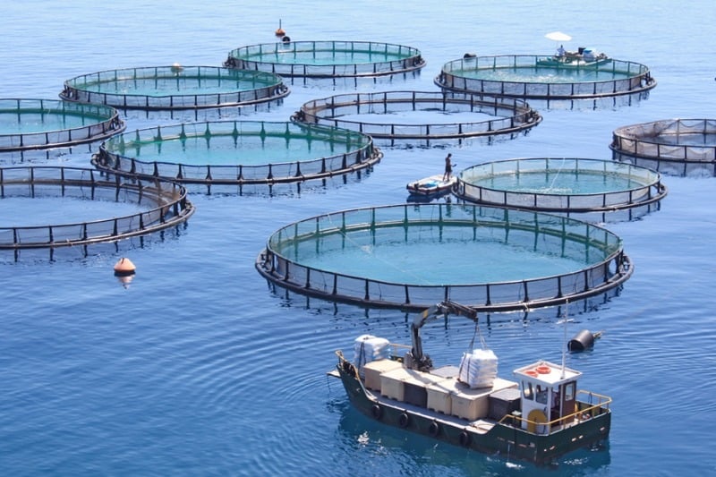 Économie bleue à Dakhla : comment assurer la pérennité de sa dynamique ?