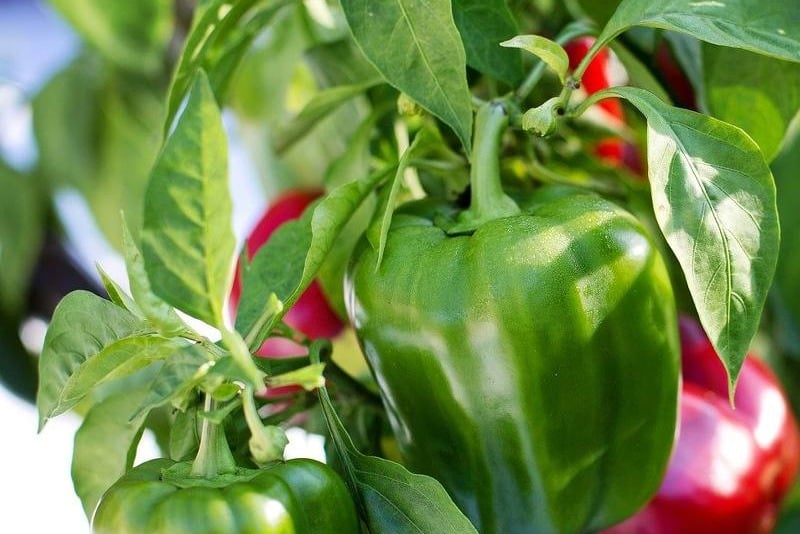 ONSSA : les poivrons concernés par un excès d'abamectine proviennent d’un seul verger