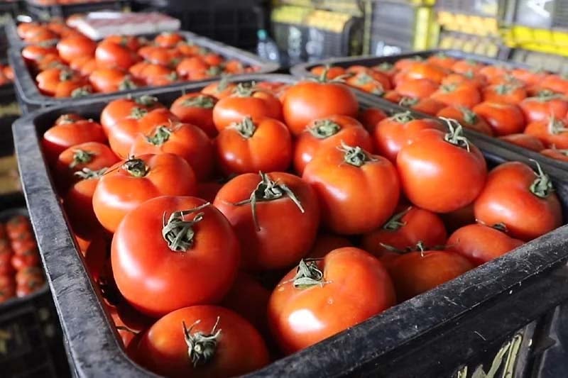 Tomates : Un accord franco-marocain envisagé pour limiter la concurrence en France
