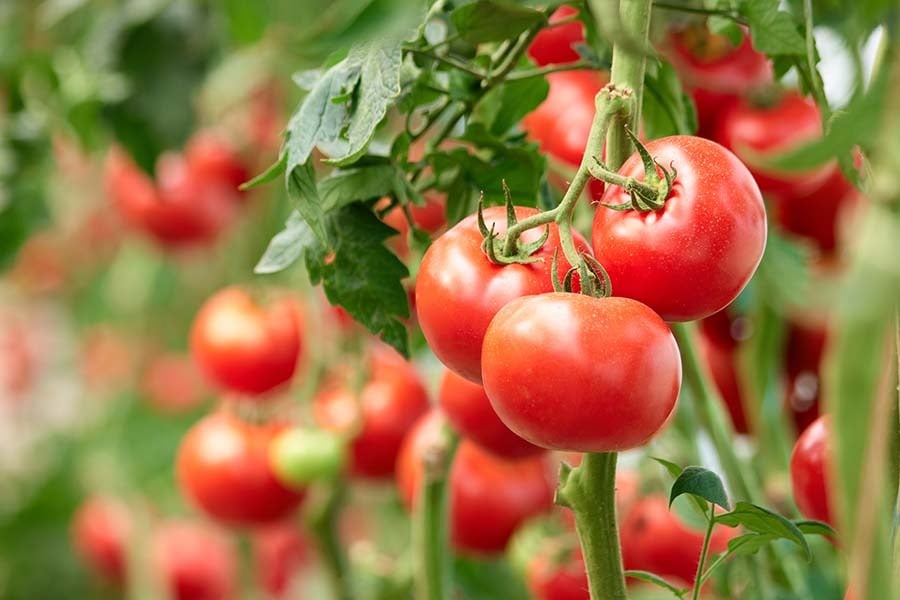 Prix des tomates exportées : le Maroc, n°2 mondial en 2024